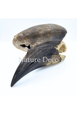 . Black Casqued Hornbill skull #3 (Aceros cassidix)