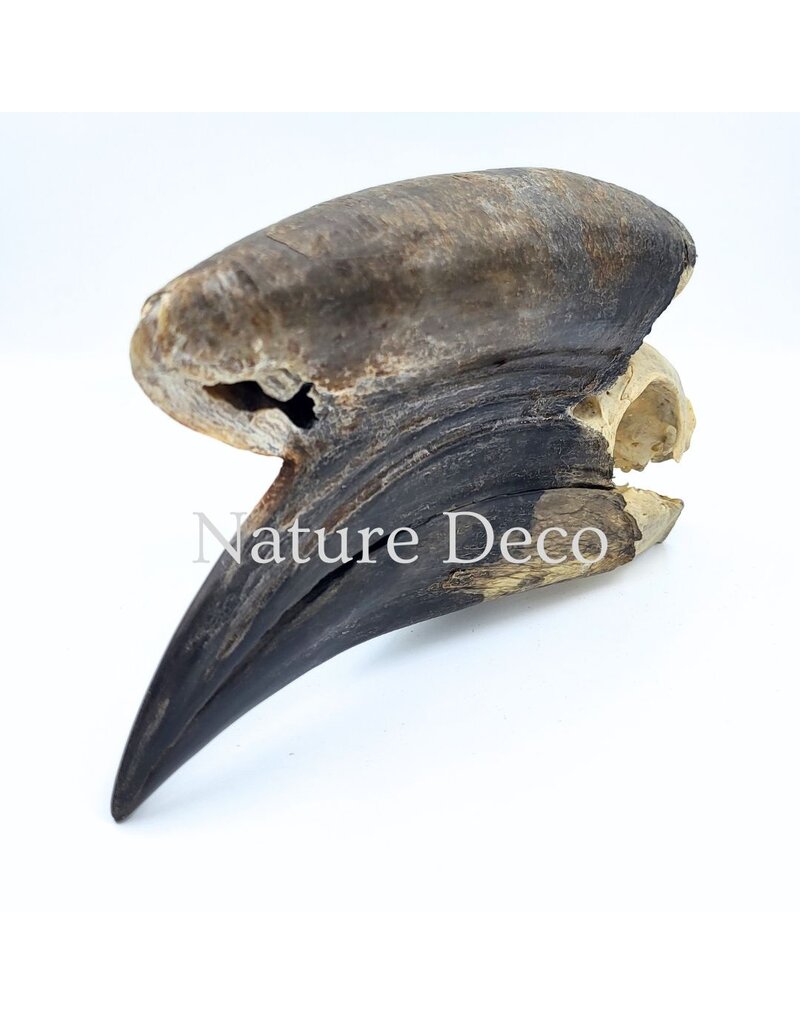 . Black Casqued Hornbill skull #3 (Aceros cassidix)