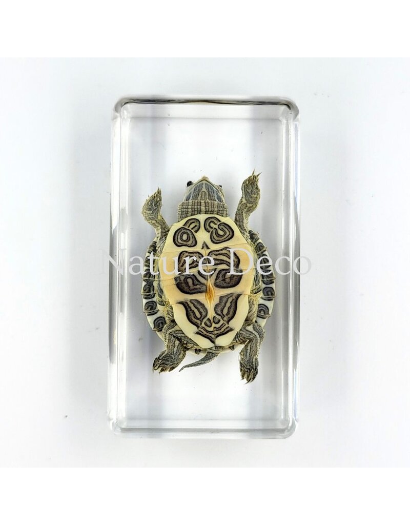 . Schildpad in hars 7 x 4 x 2 cm