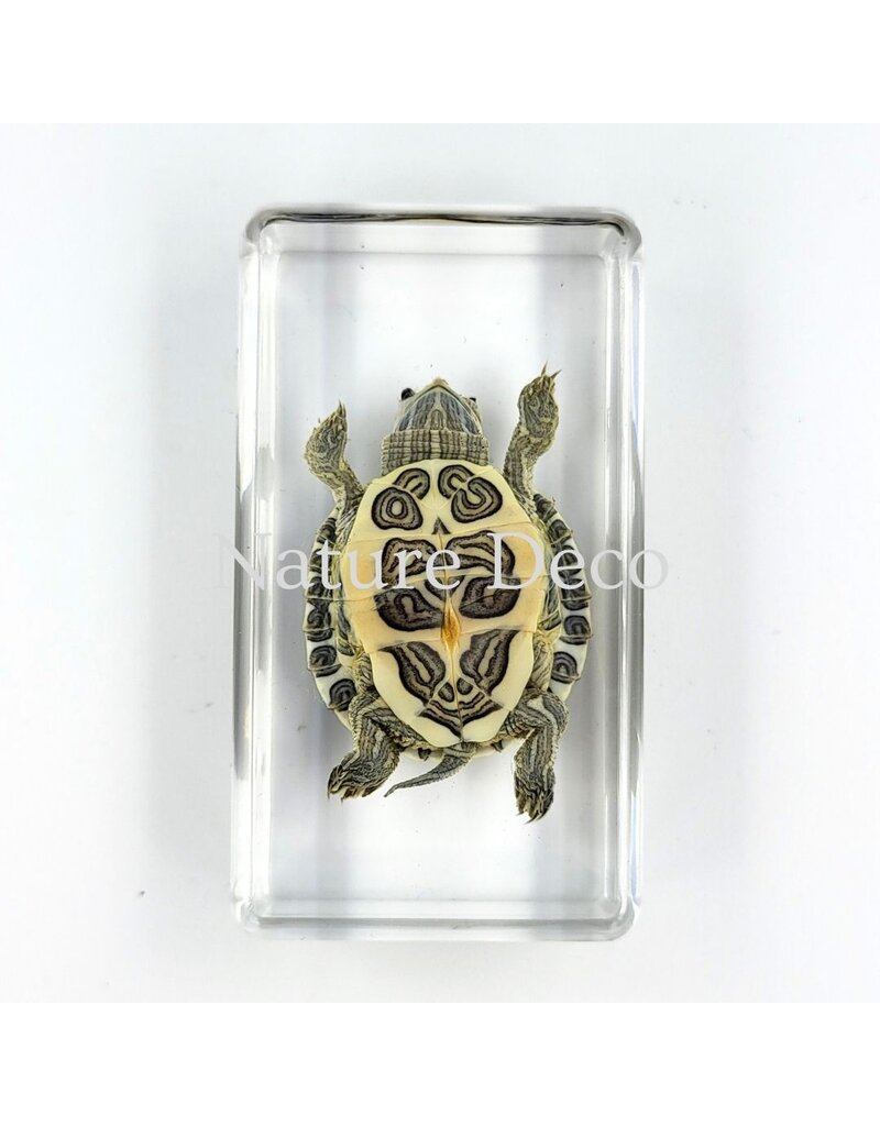 . Turtle in resin 7 x 4 x 2 cm