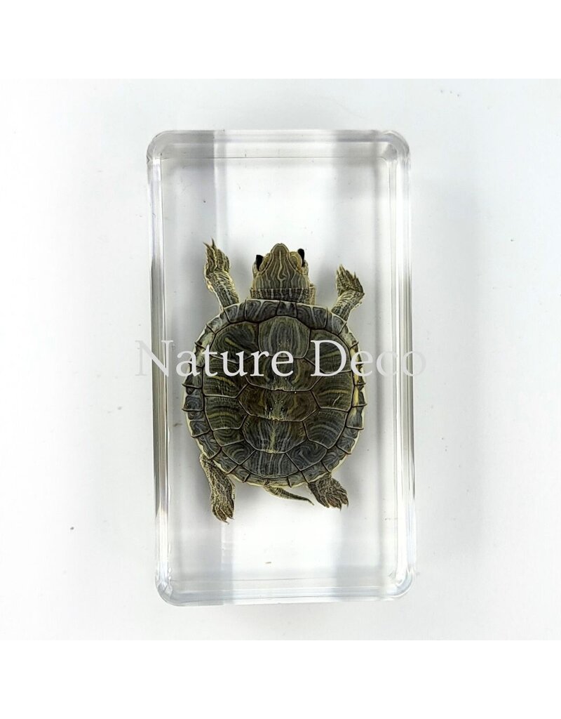 . Turtle in resin 7 x 4 x 2 cm