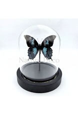 . Papilio Oribazus in LED stolp 12 x 13,5 cm