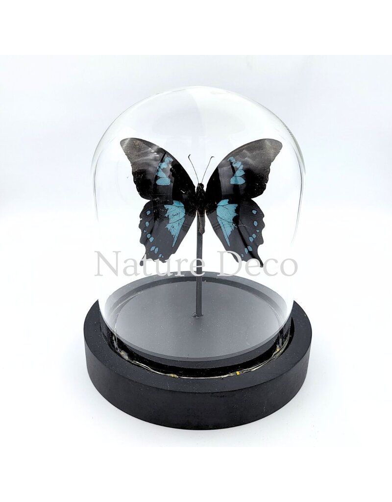 . Papilio Oribazus in LED glass dome 12 x 13.5 cm