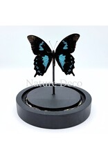 . Papilio Oribazus in LED glass dome 12 x 13.5 cm