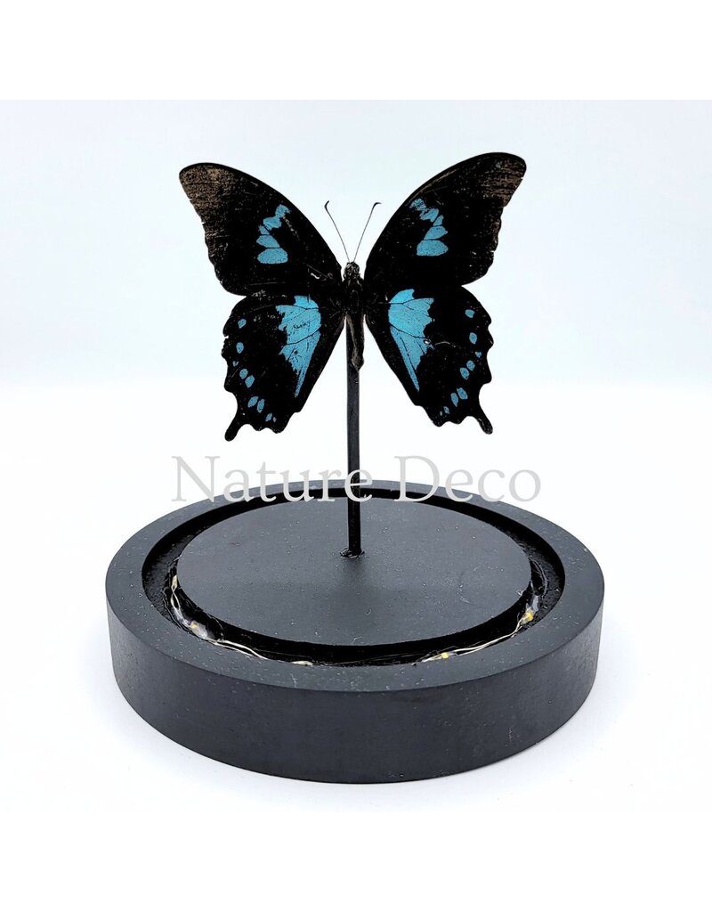 . Papilio Oribazus in LED stolp 12 x 13,5 cm