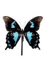 . Papilio Oribazus in LED stolp 12 x 13,5 cm