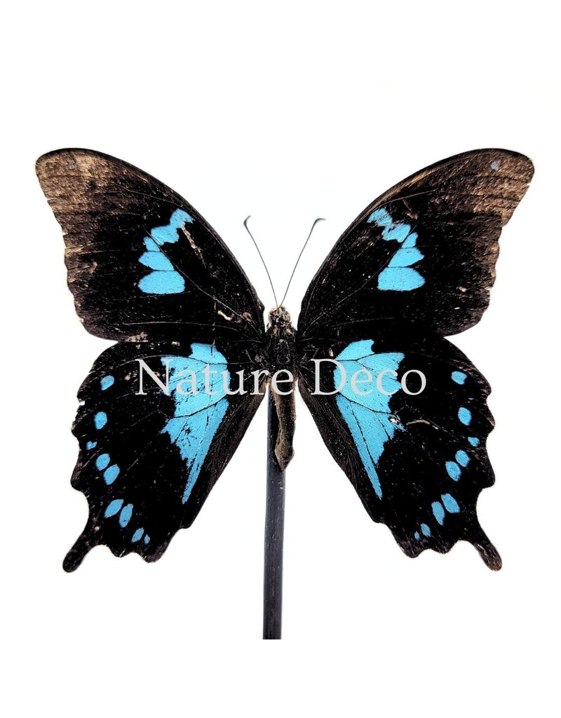 . Papilio Oribazus in LED stolp 12 x 13,5 cm