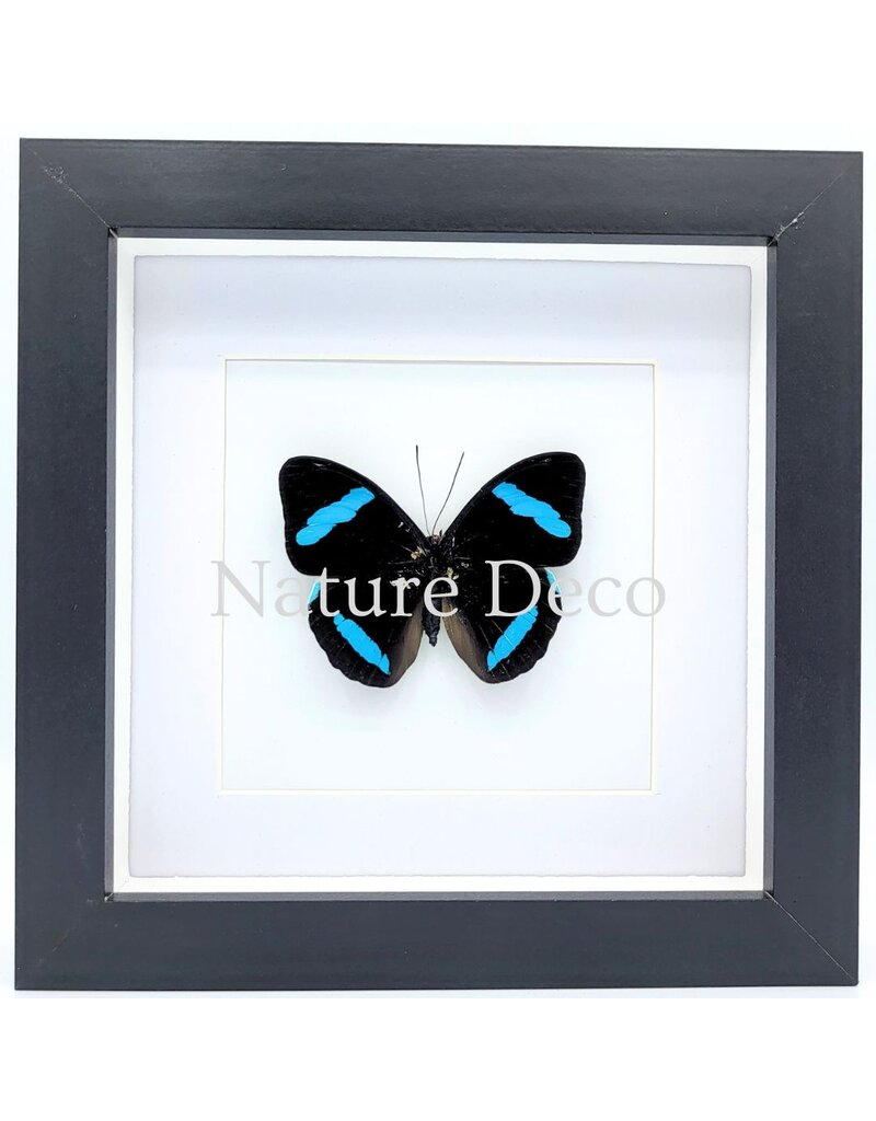 . Nessaea Hewitsonii upper side in luxury 3D frame 17 x 17 cm - Copy