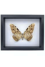 . Thysania Agrippina (The White Witch Moth) in luxury 3D frame 27 x 22 x 4.5 cm