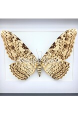 . Thysania Agrippina (The White Witch Moth) in luxury 3D frame 27 x 22 x 4.5 cm