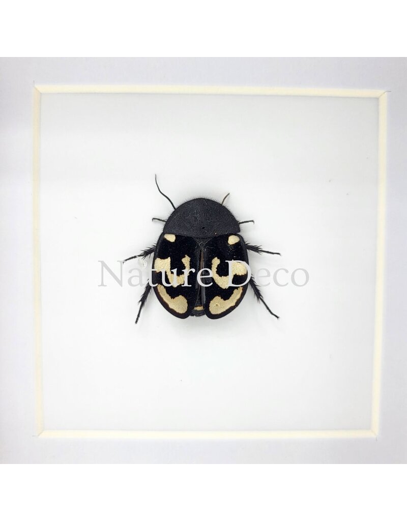 . Therea Olegrandjeani (question-mark cockroach) in luxury 3D frame 12 x 12 x 3.3 cm