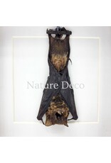 . Bat hanging in luxury 3D frame 12 x 12 x 3.3 cm