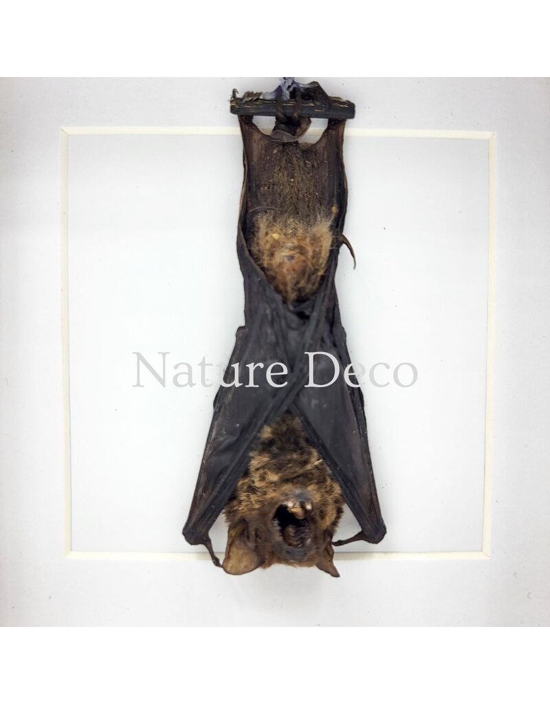 . Bat hanging in luxury 3D frame 12 x 12 x 3.3 cm