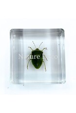 . Nezara Viridula Linnaeus (wants) in hars 3,5 x 3.5 x 1,5 cm