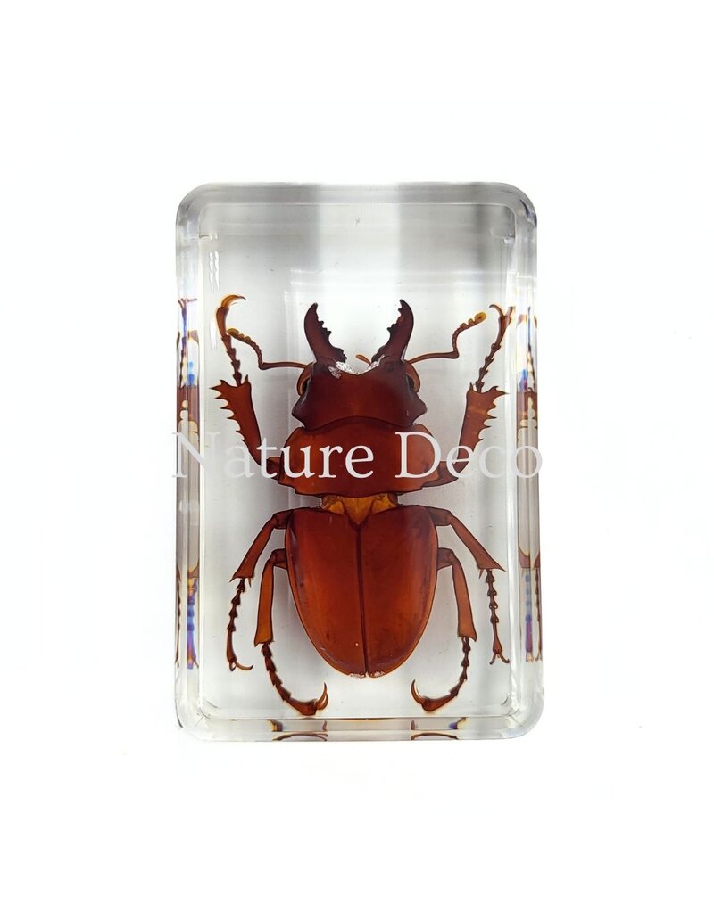 . Lamprima Aurata (golden stag beetle) in resin 4.5 x 3 x 1.5 cm