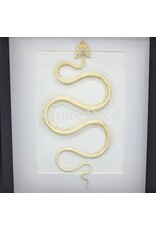 . Snake Skeleton in Deluxe 3D Frame (white) 27 x 22 x 4.5 cm