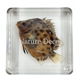 . Fish in resin #4