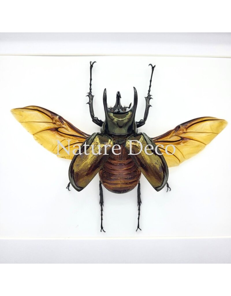 . Chalcosoma Atlas (Beetle) in Deluxe 3D Frame 27 x 22 x 4.5 cm