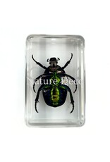 . Cetonia Aurata (Beetle) in Resin 4.5 x 3 x 2 cm