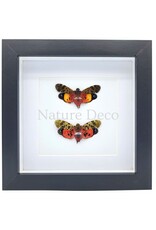 . Penthicodes Duo in Deluxe 3D Frame 17 x 17 cm