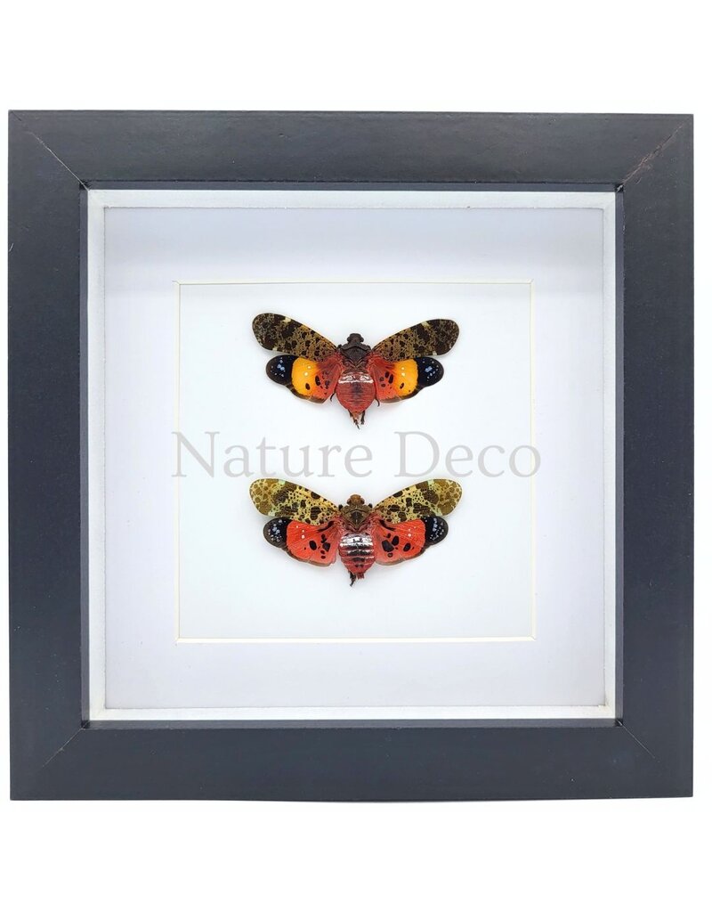 . Penthicodes Duo in Deluxe 3D Frame 17 x 17 cm