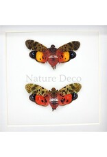 . Penthicodes Duo in Deluxe 3D Frame 17 x 17 cm