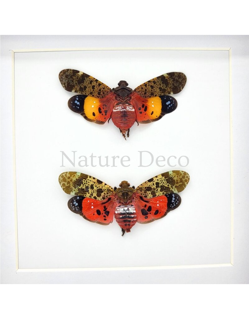 . Penthicodes Duo in Deluxe 3D Frame 17 x 17 cm