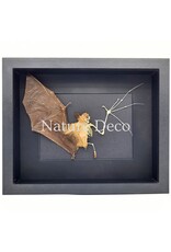 . Flying bat in skin and bones in luxury 3D frame 27 x 22 cm