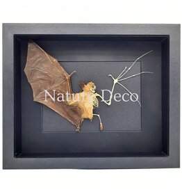 . Flying bat in skin and bones in luxury 3D frame