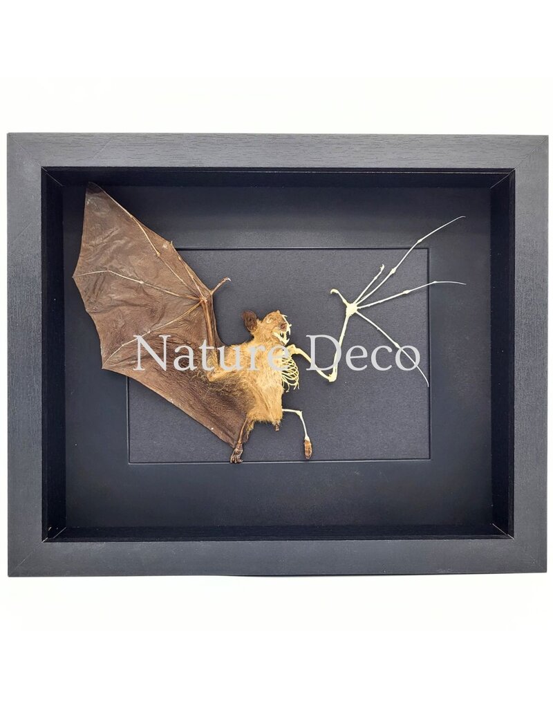 . Flying bat in skin and bones in luxury 3D frame 27 x 22 cm