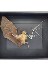 . Flying bat in skin and bones in luxury 3D frame 27 x 22 cm