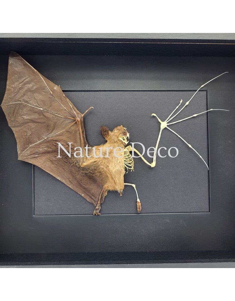 . Flying bat in skin and bones in luxury 3D frame 27 x 22 cm