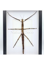 Nature Deco Pharnacia Sumatrana (walking stick) in luxurious 3D frame 32 x 23.5 cm