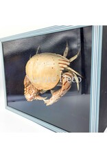 . Shame Crab (Calappa sp.) in blue-black box, 26 x 19 x 7 cm