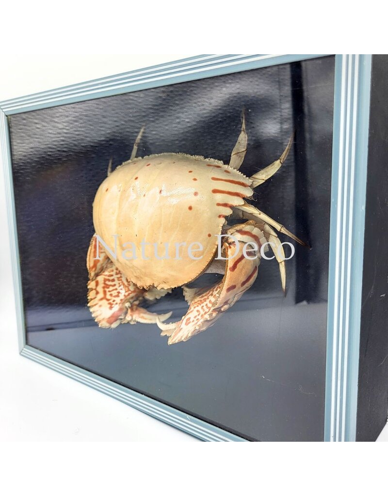 . Schaamkrab (Calappa sp.) in blauwe-zwarte box 26 x 19 x 7 cm