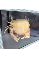 . Shame Crab (Calappa sp.) in blue-black box, 26 x 19 x 7 cm