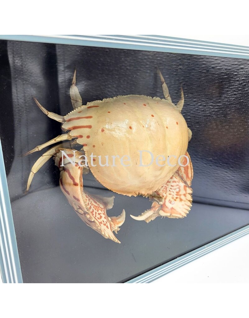 . Shame Crab (Calappa sp.) in blue-black box, 26 x 19 x 7 cm