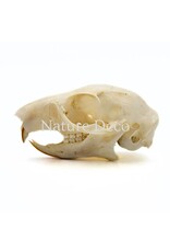 . Callosciurus Notatus (eekhoorn) schedel 5 x 3 x 3 cm