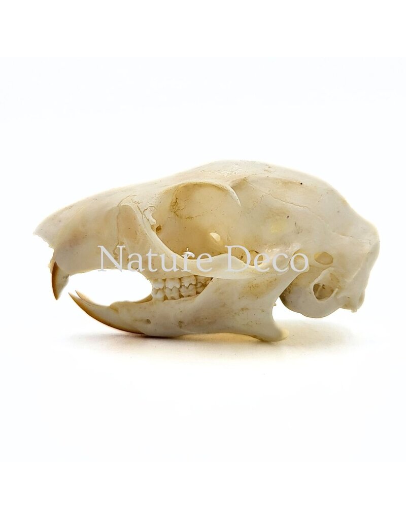. Callosciurus Notatus (eekhoorn) schedel 5 x 3 x 3 cm