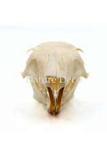 . Callosciurus Notatus (eekhoorn) schedel 5 x 3 x 3 cm