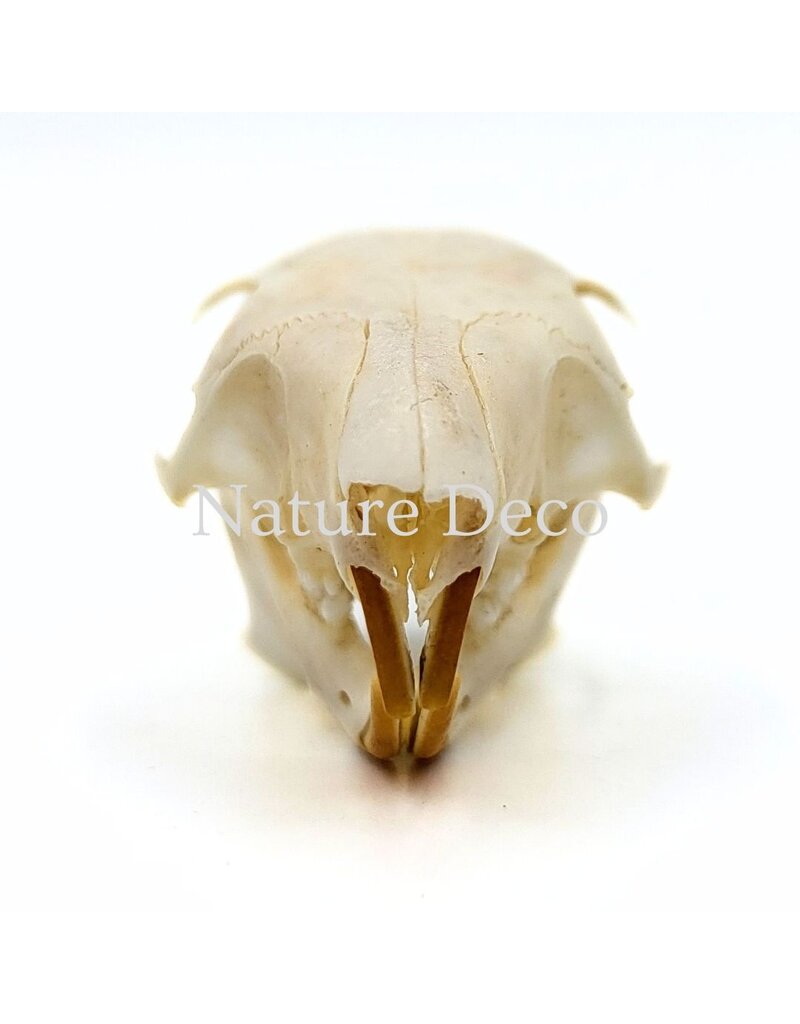 . Callosciurus Notatus (eekhoorn) schedel 5 x 3 x 3 cm