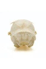 . Callosciurus Notatus (squirrel) skull, 5 x 3 x 3 cm