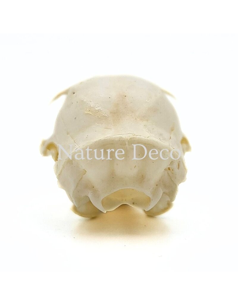. Callosciurus Notatus (squirrel) skull, 5 x 3 x 3 cm