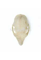 . Callosciurus Notatus (eekhoorn) schedel 5 x 3 x 3 cm