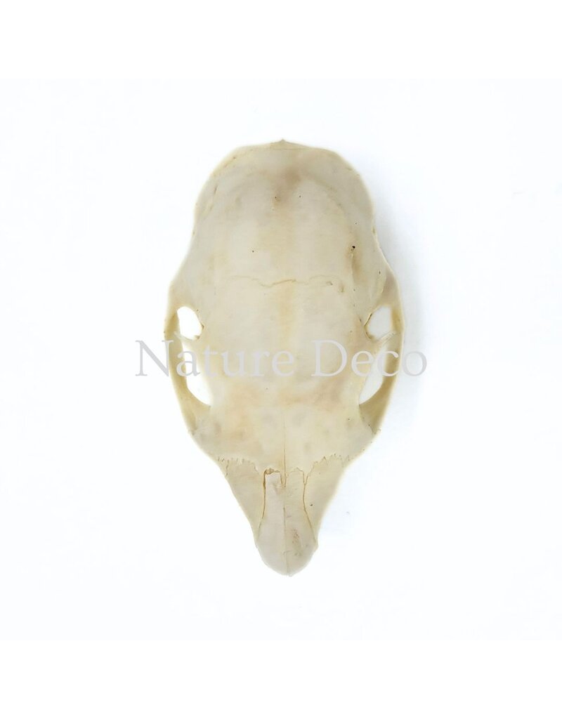 . Callosciurus Notatus (eekhoorn) schedel 5 x 3 x 3 cm
