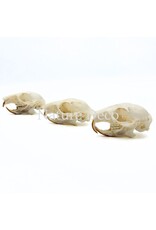 . Callosciurus Notatus (eekhoorn) schedel 5 x 3 x 3 cm
