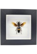 . Vespa Tropica (Wasp) in luxury 3D frame, 12 x 12 cm