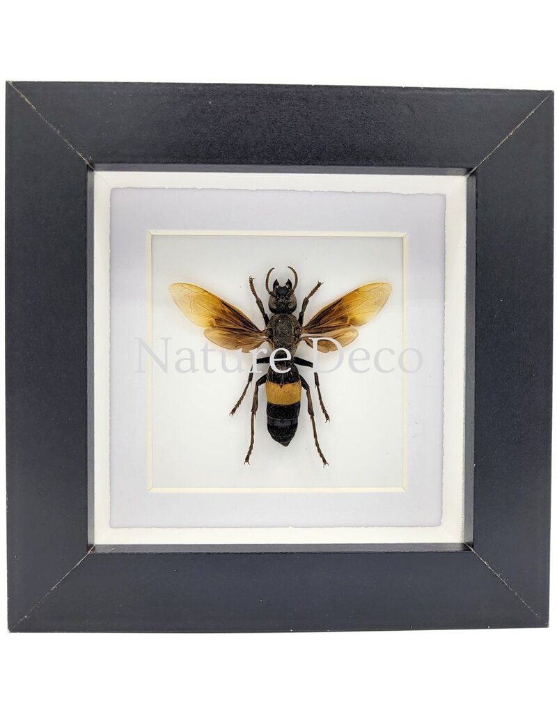 . Vespa Tropica (Wasp) in luxury 3D frame, 12 x 12 cm