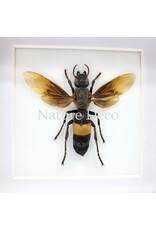 . Vespa Tropica (Wasp) in luxury 3D frame, 12 x 12 cm
