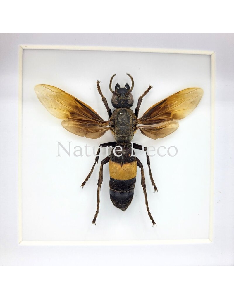 . Vespa Tropica (Wasp) in luxury 3D frame, 12 x 12 cm
